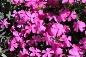 Edens Garden Weet ik niet nr2