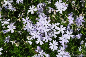 Edens Garden Weet ik niet nr4