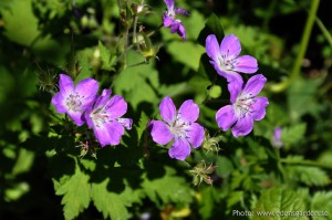 Edens Garden Weet ik niet nr5