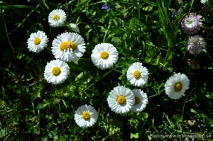 Edens Garden Weet ik niet nr6