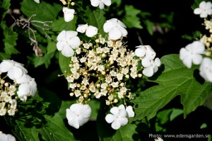 Edens Garden bessenstruik nr1