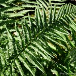 Flowers The Farm nr10