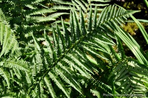 Flowers The Farm nr10
