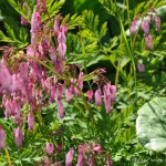 Flowers The Farm nr11