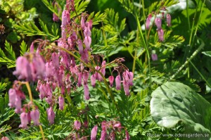 Flowers The Farm nr11