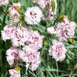 Flowers The Farm nr12