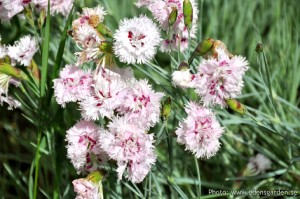 Flowers The Farm nr12