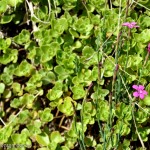 Flowers The Farm nr13