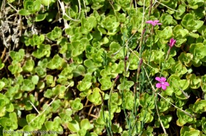 Flowers The Farm nr13