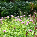 Flowers The Farm nr14