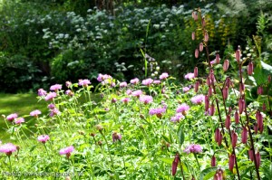 Flowers The Farm nr14