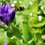 Flowers The Farm nr2