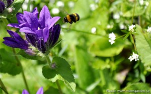 Flowers The Farm nr2