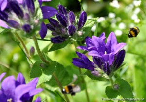 Flowers The Farm nr3