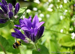Flowers The Farm nr4