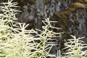Flowers The Farm nr5