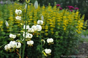 Flowers The Farm nr6