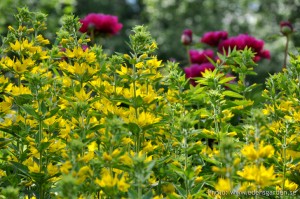 Flowers The Farm nr7