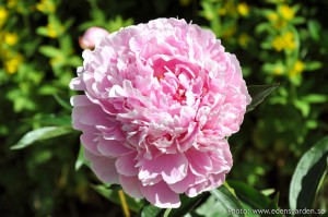 Flowers The Farm nr8