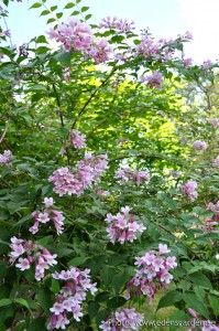 Flowers The Farm nr9